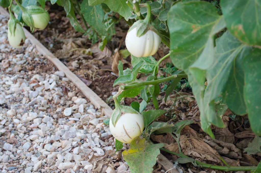 white eggplants