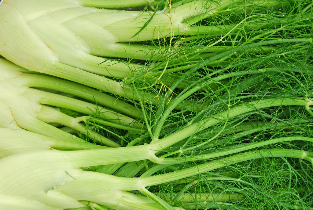 fennel
