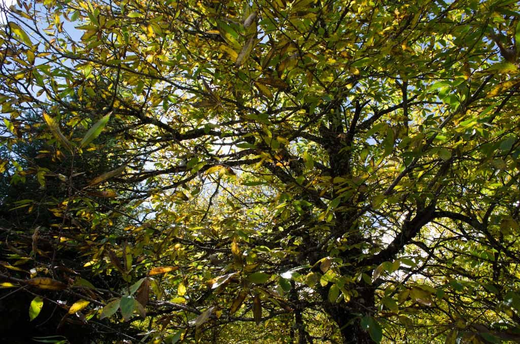 Greece’s autumn treasure -- chestnuts